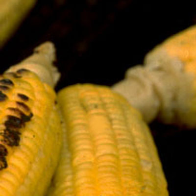 detail photograph of charcoal-grilled corn at New York City street fair